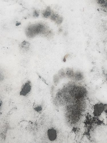 Black Bear Tracks – NatureTracking