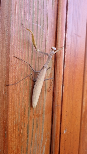 European Mantis