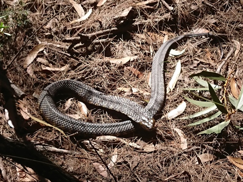 Tiger Snake sighting