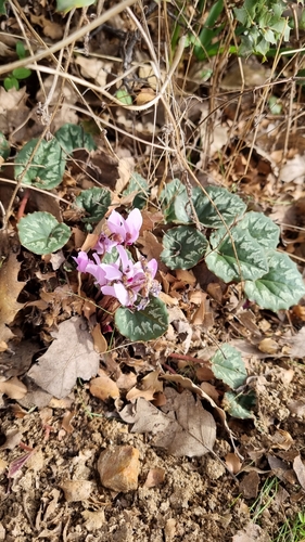 Hardy cyclamen (Cyclamen mirabile)