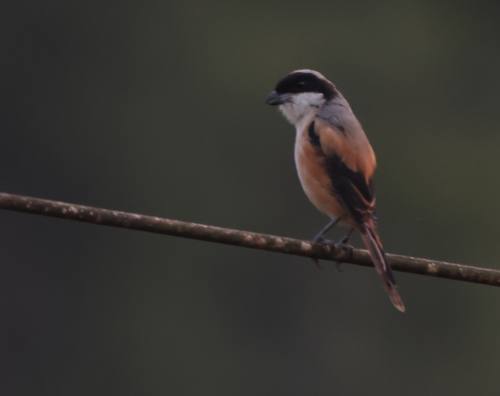 Long-tailed Shrike