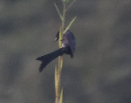 Black Drongo