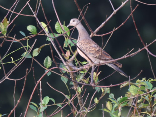 Oriental Turtle-Dove