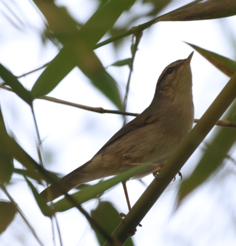 Dusky Warbler