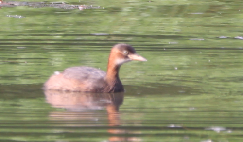 Little Grebe