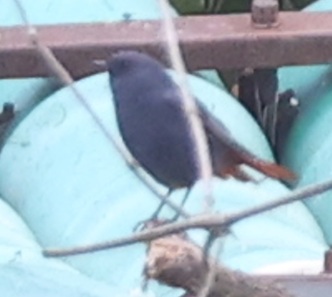 Plumbeous Water Redstart