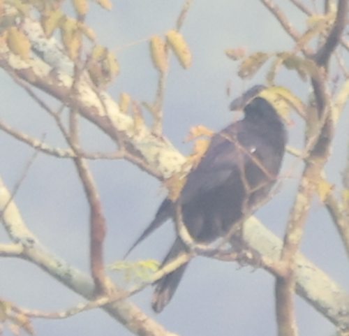 Large-billed Crow