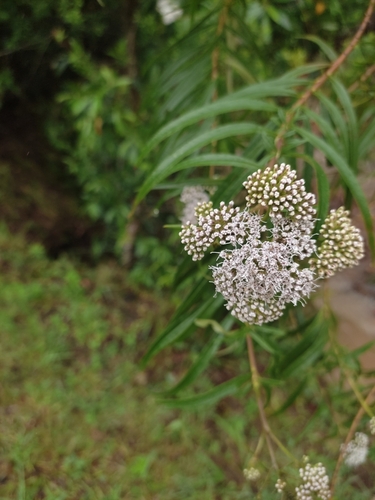 Grazielia serrata