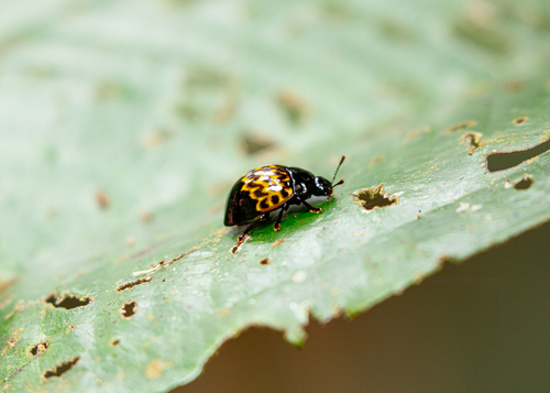 Iphiclus batesi