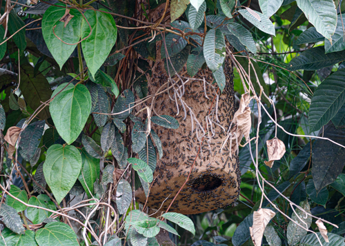 Polybia liliacea