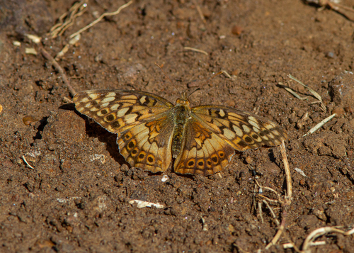 Hortensia Fritillary
