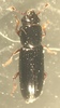 Rhizophagus picipes - Photo (c) jesorg, all rights reserved