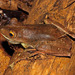 Rusty Treefrog - Photo (c) togbui, all rights reserved, uploaded by togbui