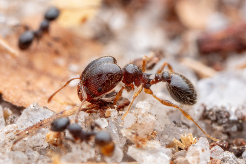 Pheidole davisiPheidole davisi