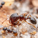 Davis' Big-headed Ant - Photo (c) Steven Wang, all rights reserved, uploaded by Steven Wang