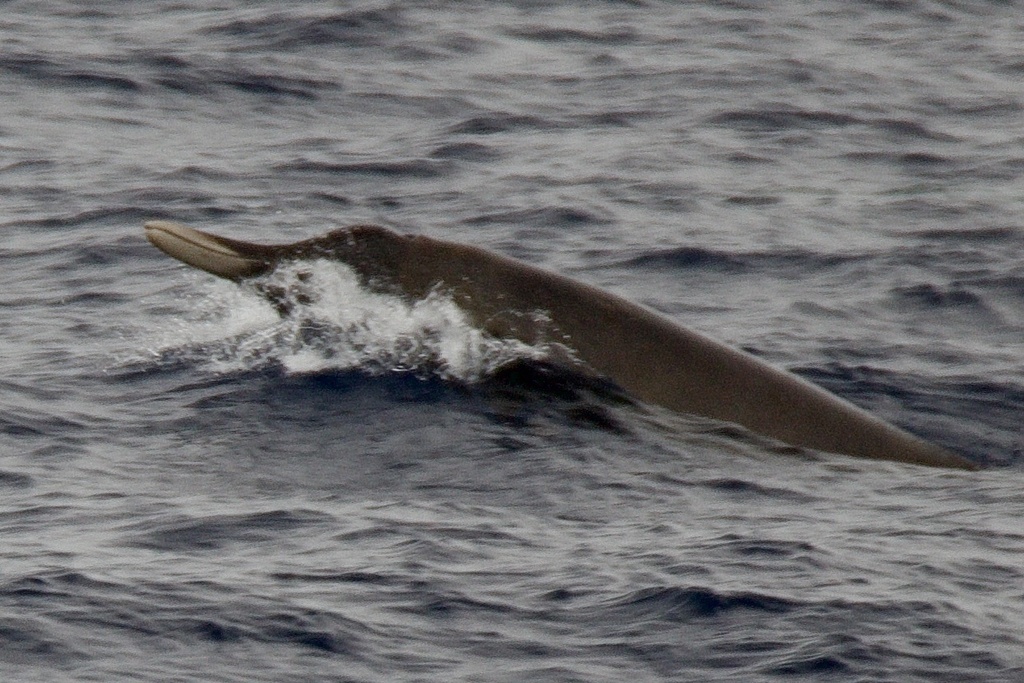 Strap-toothed Whale from South Atlantic Ocean on December 2, 2023 at 02 ...