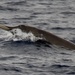 Strap-toothed Beaked Whale - Photo (c) kwright, all rights reserved, uploaded by kwright