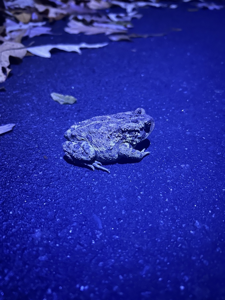 North American Toads from The University of North Carolina at Chapel ...