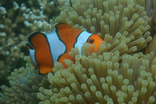 Ocellaris Anemonefish — seen at this dive site