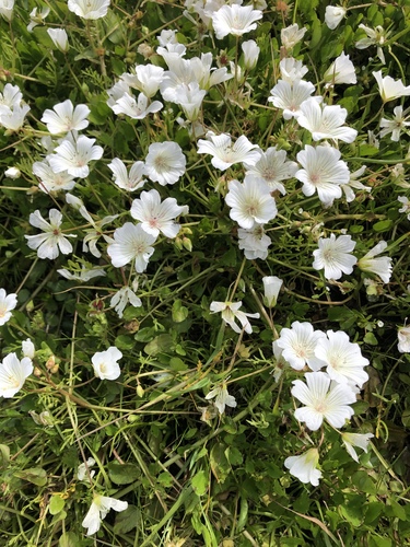 iNaturalist observation photo of Douglas' meadowfoam