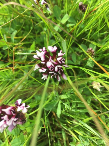 iNaturalist observation photo of white-tipped clover