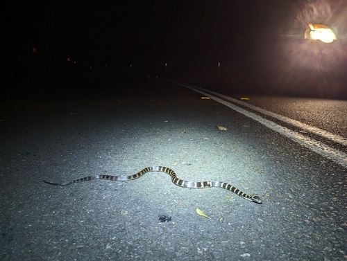 Stephens' Banded Snake sighting