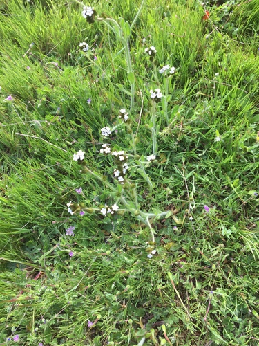 iNaturalist observation photo of Rusty Popcornflower