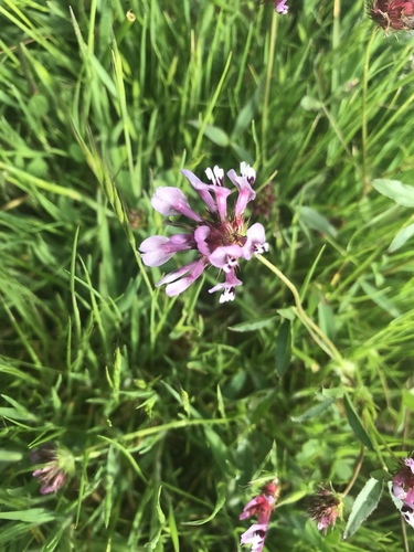 iNaturalist observation photo of tomcat clover