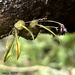 Bulbophyllum boonjee - Photo (c) Sylvan Calleja, todos los derechos reservados, subido por Sylvan Calleja