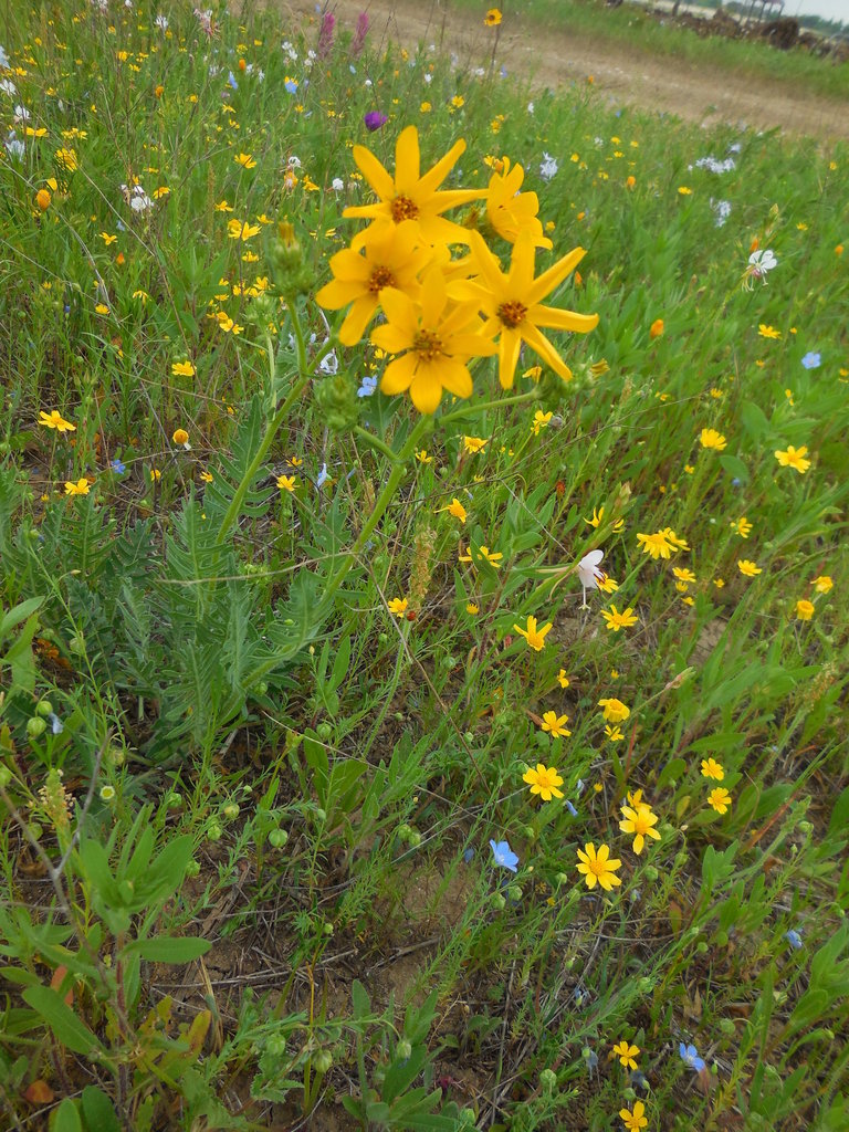 Engelmann daisy from Chisholm Trail Park on April 16, 2016 by Jeff ...