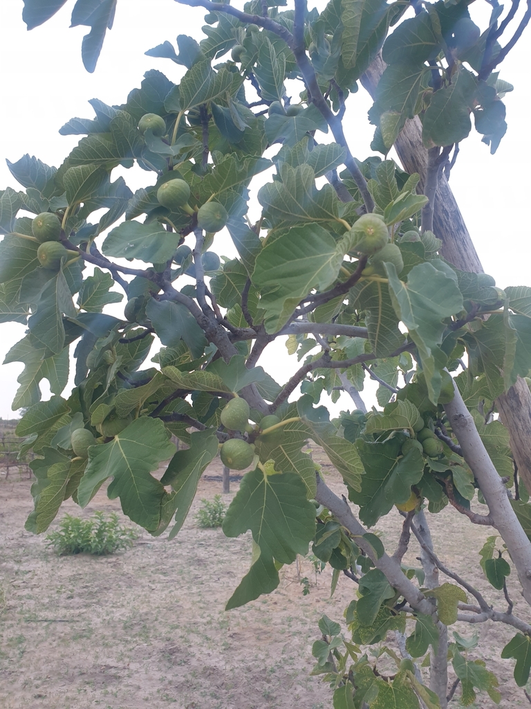 Muwonde Tree common fig from Zambezi Region, Namibia on November 26, 2023 at 06:07 ...