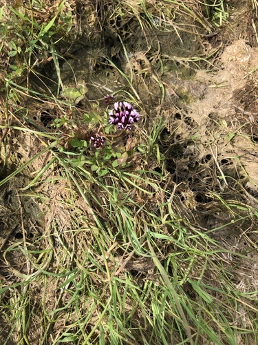 iNaturalist observation photo of white-tipped clover