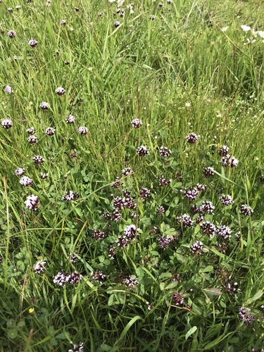 iNaturalist observation photo of white-tipped clover