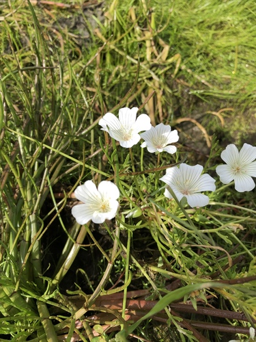 iNaturalist observation photo of meadowfoam family