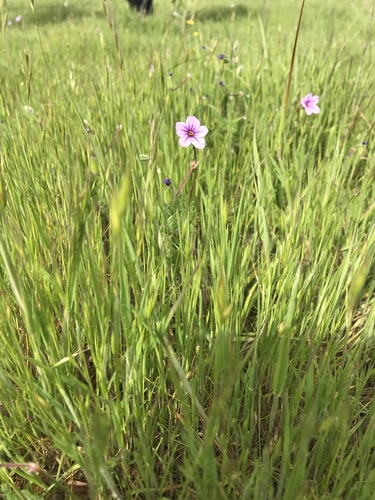 iNaturalist observation photo of Mediterranean Stork's-bill