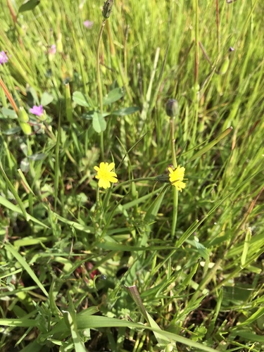 iNaturalist observation photo of Lettuce, Chicory, Dandelion and Salsify Tribe