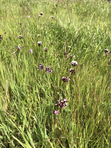 iNaturalist observation photo of white-tipped clover
