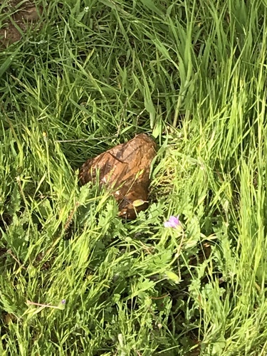 iNaturalist observation photo