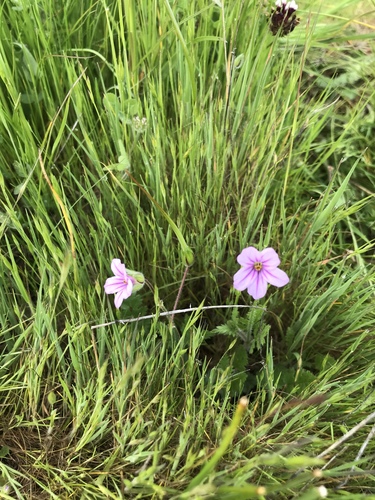 iNaturalist observation photo of Mediterranean Stork's-bill
