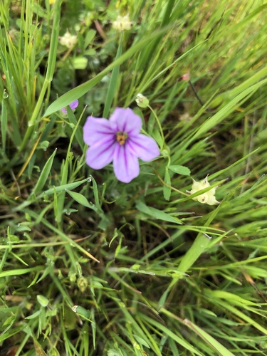 iNaturalist observation photo of Mediterranean Stork's-bill