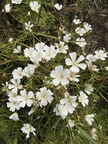 iNaturalist observation photo of white meadowfoam