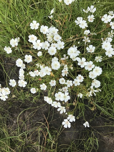 iNaturalist observation photo of meadowfoam family