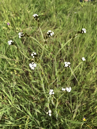 iNaturalist observation photo of Rusty Popcornflower