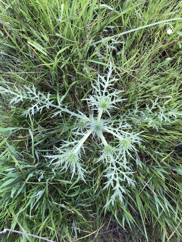 iNaturalist observation photo of Monocotyloidea