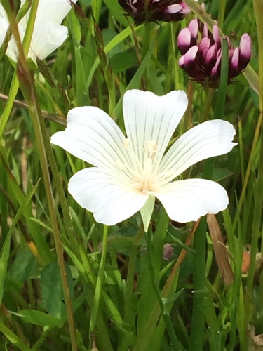 iNaturalist observation photo of white meadowfoam