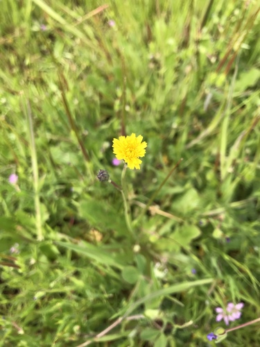 iNaturalist observation photo of Smooth Cat's Ear