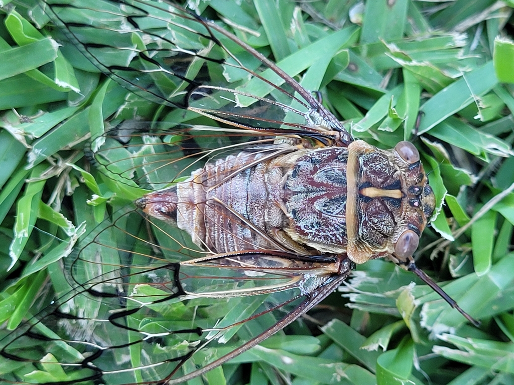 Razor Grinder from CC Hwy At Forresters Beach Rd, Forresters Beach NSW