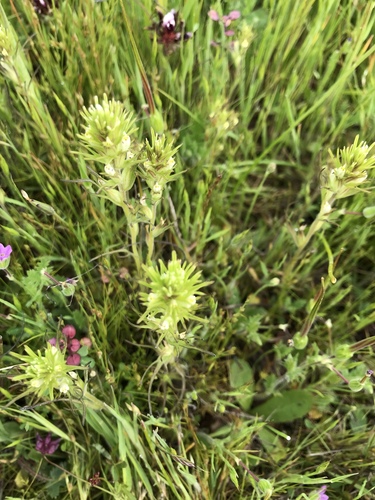 iNaturalist observation photo of valley tassels