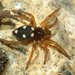 Desert Round-headed Spiders - Photo (c) Rui Andrade, all rights reserved, uploaded by Rui Andrade