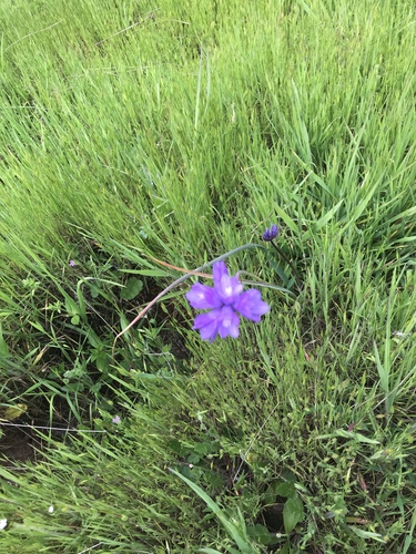 iNaturalist observation photo of blue dicks